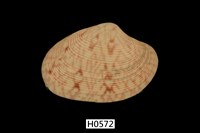 藏品(文文橫簾蛤)的圖片